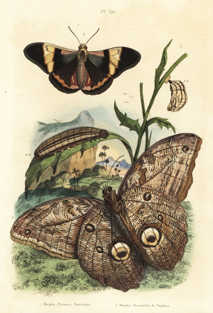 Skogsjätteugglefjäril, Caligo eurilochus 1 och Brassolis sophorae fjäril, puppa och larv 2 av Unbekannt
