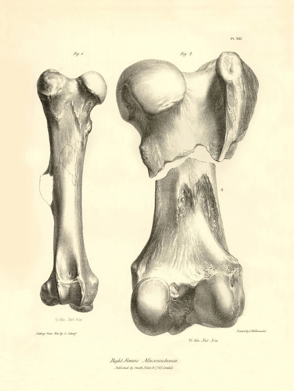 Fossila ben (femure) från det försvunna förhistoriska djuret Macrauchenia som beskrevs av Charles Darwin under hans expedition ombord på Beagle. Plansch från "The Zoology of the voyage of H.M.S. Beagle under befäl av kapten Fitzroy under åren 1832 av Unbekannter Künstler