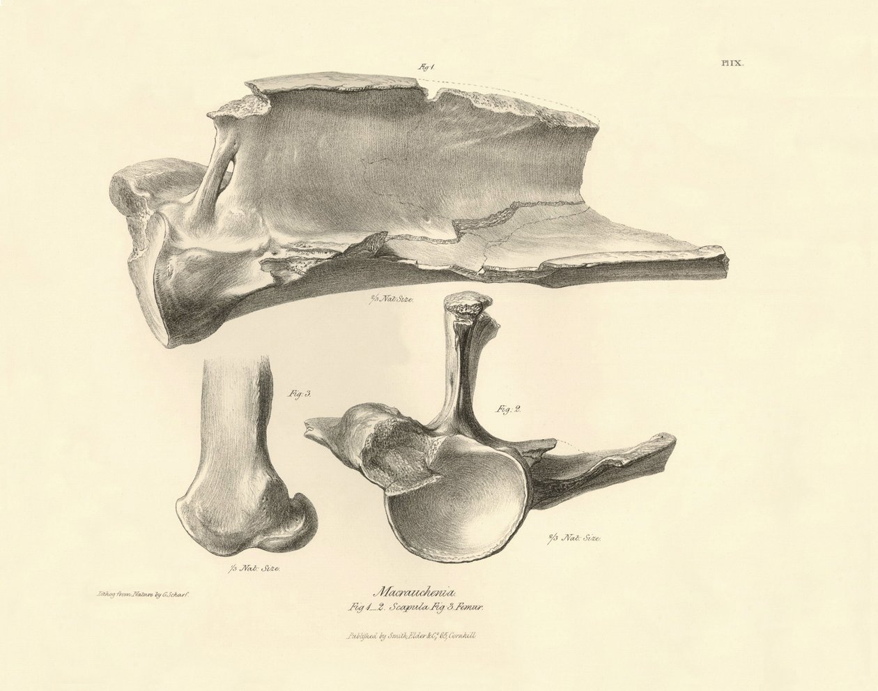 Fossila ben (skulderblad) från det försvunna förhistoriska djuret Macrauchenia som beskrevs av Charles Darwin under hans expedition ombord på Beagle. Plansch från "The Zoology of the voyage of H.M.S. Beagle under befäl av kapten Fitzroy under åren 1832 av Unbekannter Künstler