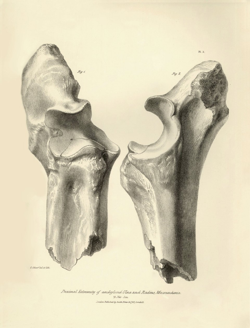 Fossila ben (armbåge och strålben) från det försvunna förhistoriska djuret Macrauchenia som beskrevs av Charles Darwin under hans expedition ombord på Beagle. Plansch från "The Zoology of the voyage of H.M.S. Beagle under befäl av kapten Fitzroy under år av Unbekannter Künstler