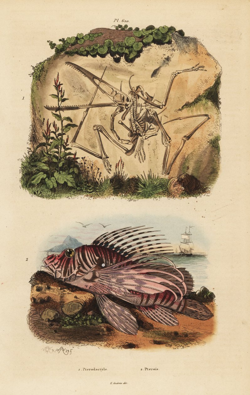 Fossil skelett av en utdöd pterodactyl, Pterodactylus antiquus och röd lejonfisk, Pterois volitans av Unbekannt