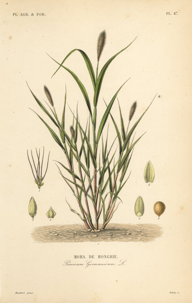 Foxtail hirs eller italiensk hirs, Setaria italica, Panicum germanicum, Moha de Hongrie av Unbekannt
