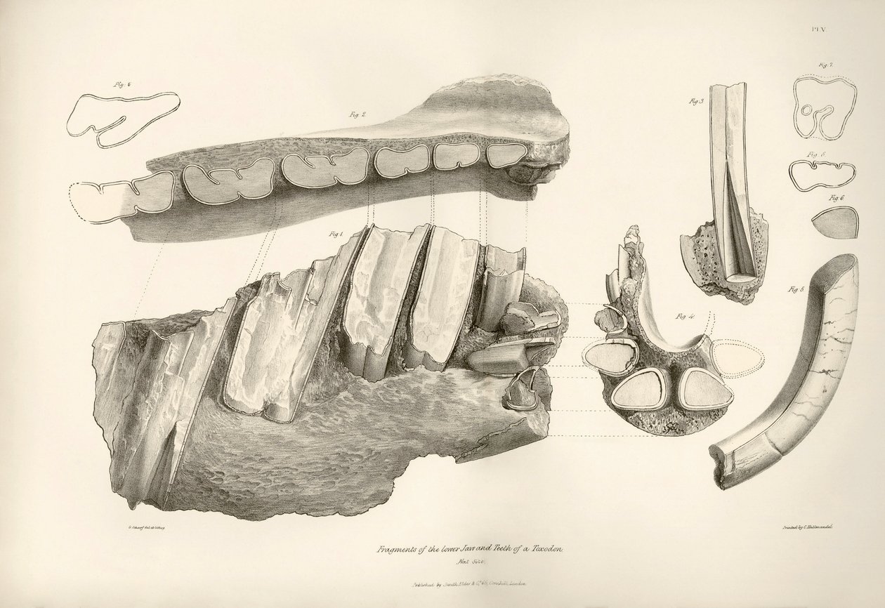 Fragment av käke och tänder från Toxodon, ett förhistoriskt djur, som hittades av Charles Darwin nära Montevideo, Uruguay, under hans upptäcktsresa ombord på Beagle. Zoologin från resan med H.M.S. Beagle under befäl av kapten Fitzroy under åren av Unbekannter Künstler