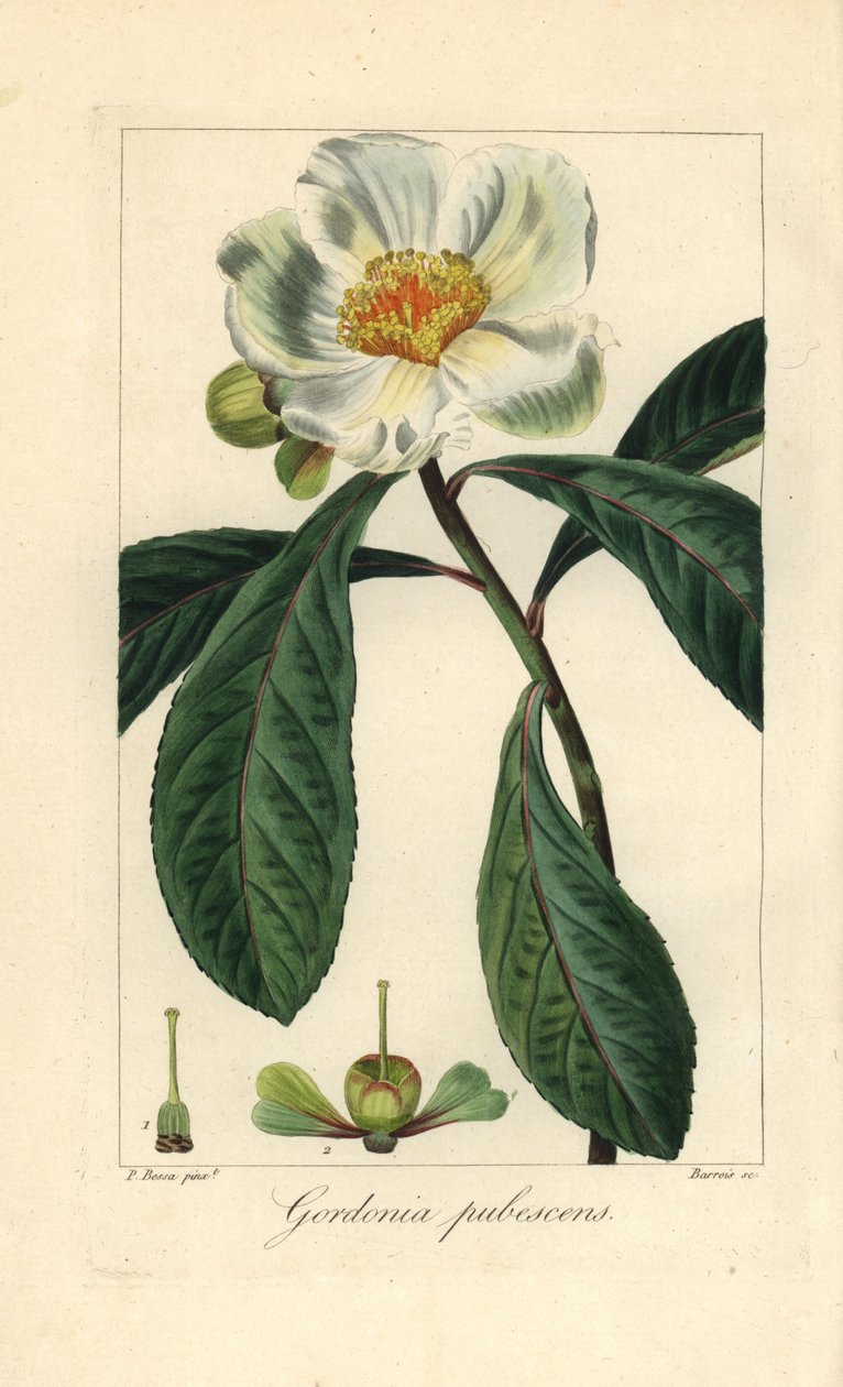 Franklin-träd, Franklinia alatamaha, inhemskt i Amerika, utdött i vilt tillstånd. Handkolorerad stickelgravyr på koppar av Barrois efter en botanisk illustration av Pancrace Bessa från Mordant de Launays "Herbier General de l