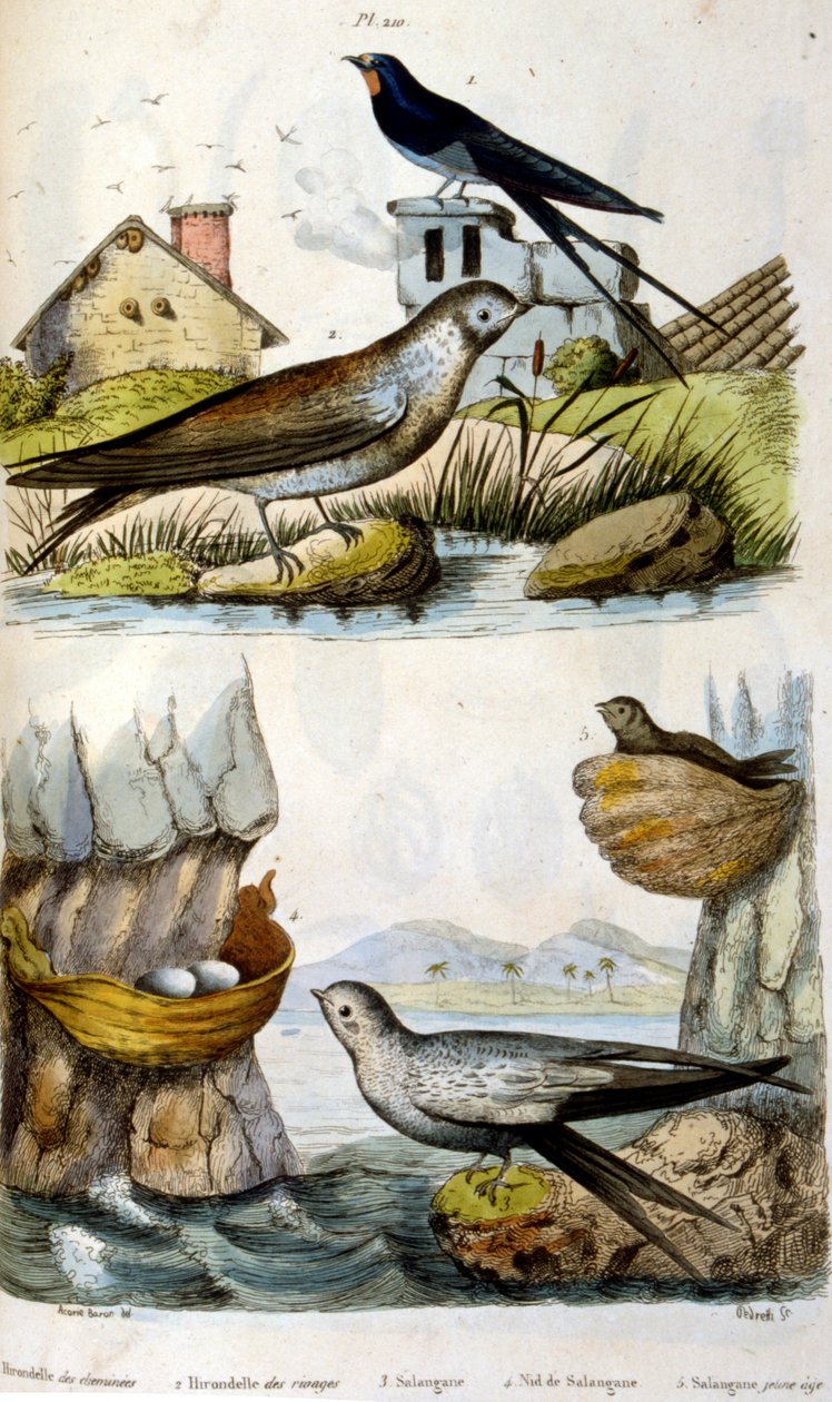 Fransk. Illustration i färg. daterad ca 1884. föreställande flod- och kustfåglar av Unbekannter Künstler