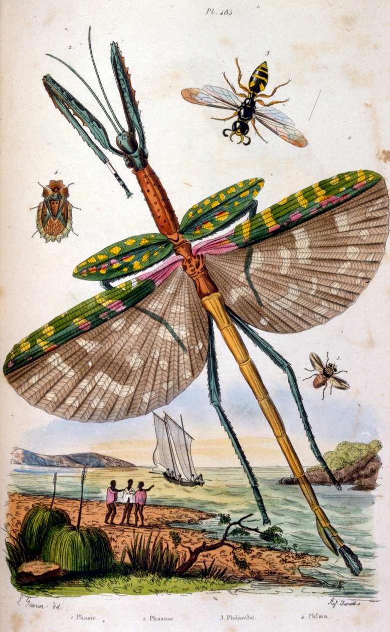 Fransk. Färglagd illustration, daterad ca 1884, föreställande olika tropiska insekter, bl.a. en stor trollslända av Unbekannter Künstler