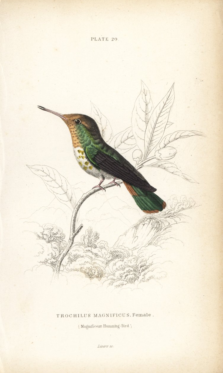 Frillad kokett, Lophornis magnificus, hona (Magnifik kolibri, Trochilus magnificus). Handkolorerad stålgravyr av William Lizars från Sir William Jardine