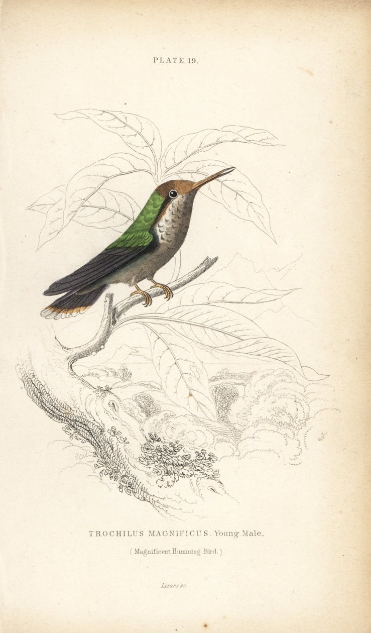 Frillad kokett, Lophornis magnificus, ung hane (Magnifik kolibri, Trochilus magnificus). Handkolorerad stålgravyr av William Lizars från Sir William Jardine