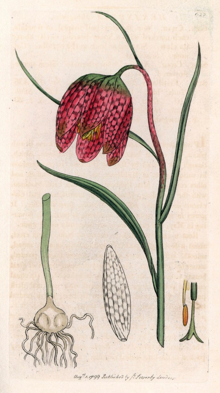 Fritillaria guinea fowl eller guinea fowl egg eller checkerboard (Fritillaria meleagris) - Litografi baserad på en teckning av James Sowerby för Smith