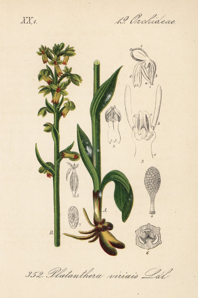 Grodorkidé - Grodorkidé, Dactylorhiza viridis (Platanthera viridis). Handkolorerad litografi från Diederich von Schlechtendals tyska flora (Flora von Deutschland), Jena av Unbekannter Künstler