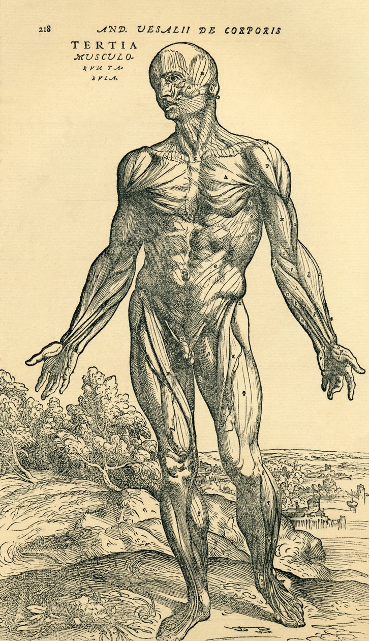 Framsidan av den manliga människokroppen, en anatomisk studie som ursprungligen publicerades i De Humani Corporis Fabrica Libri Septem (om människokroppens tyg i sju böcker) av Andreas Vesalius, publicerad Basel av Unknown