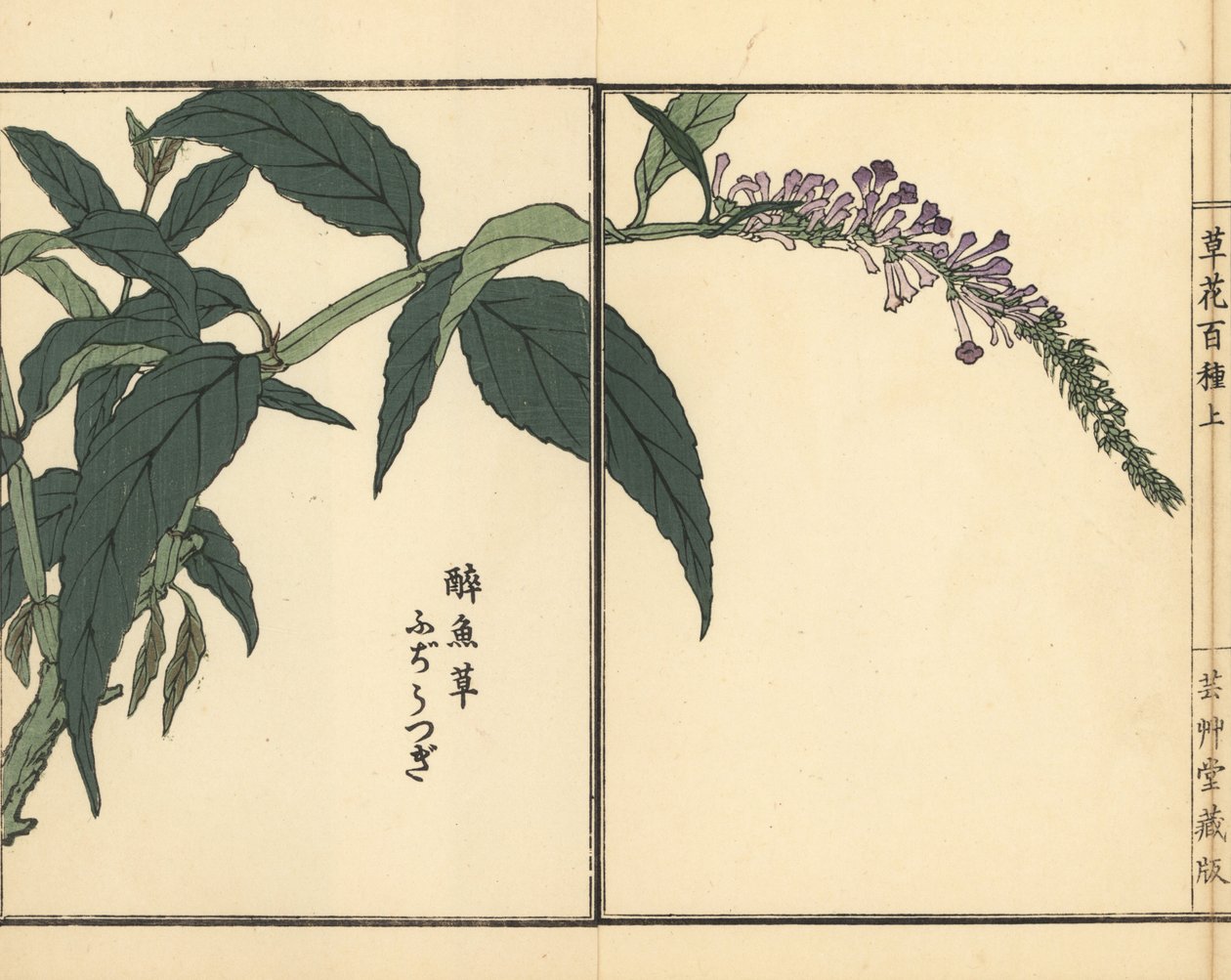 Fujiutsugi eller Buddleia, Buddleja-art. Handkolorerat träsnitt av Kono Bairei från Kusa Bana Hyakushu (One Hundred Varieties of Flowers), Tokyo, Yamada av Unbekannter Künstler