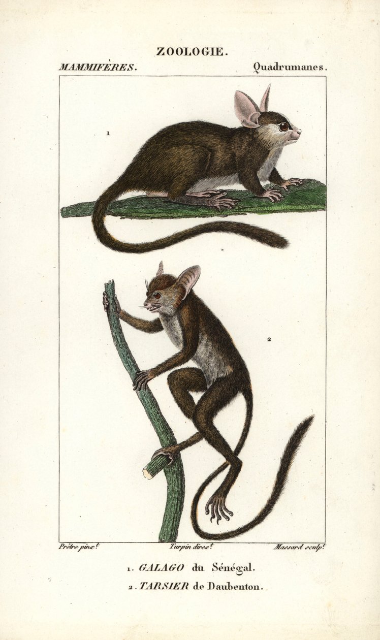 Galago du Senegal och tarsier de Daubenton - Eau forte av Jean Gabriel Pretre (1780-1845), graverad av Carnonkel, för Dictionary of Natural Sciences: Mammals av Frederic Cuvier, redigerad av Pierre Jean Francois Turpin (1775-1840), utgiven av F.G.Levrau av Unbekannter Künstler
