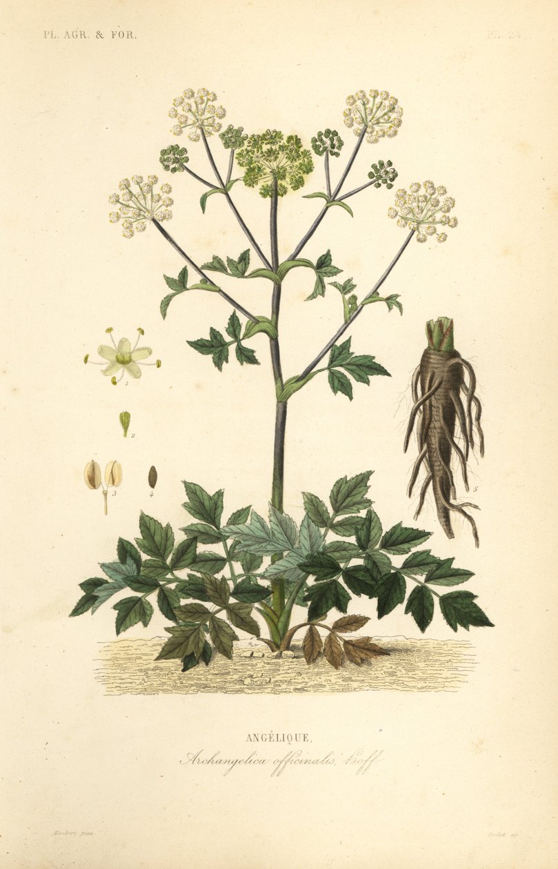 Trädgårdsängel eller vildselleri, Angelica archangelica, Archangelica officinalis, Angelique av Unbekannt