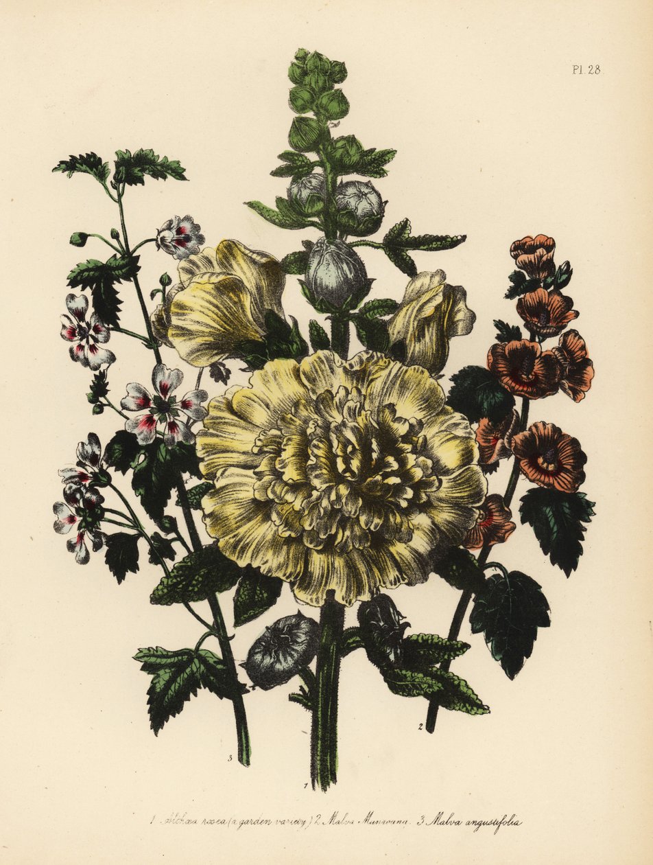 Trädgårdsmalva, Althaea rosea, Mr. Munros malva, Malva munroana, och smalbladig malva, Malva angustifolia. Handgjord kromolitografi av Henry Noel Humphreys efter en illustration av Jane Loudon från Mrs. Jane Loudon