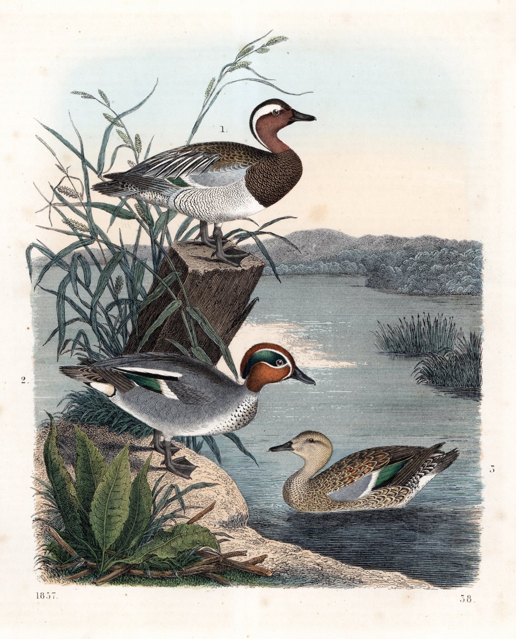 Garganay - sommar kricka - Anas querquedula 1, och vanlig kricka - vinter kricka - Anas crecca, hane 2, och hona 3. Handkolorerad litografi från Carl Hoffmanns Världsbok, Stuttgart av Unbekannter Künstler