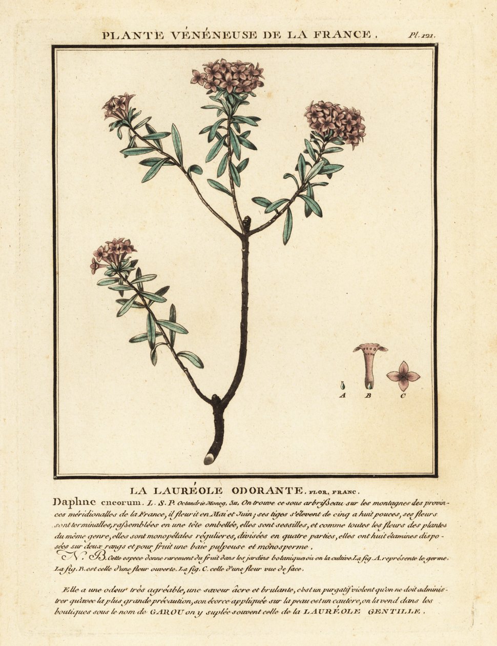 Garlandblomma, Daphne cneorum. av Unbekannter Künstler