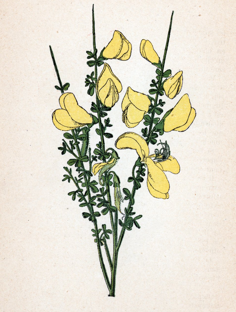 Genet a broom (Cytisus scoparius) (vanlig ginst eller skotsk ginst) Botanisk tavla från "Atlas colorie des plantes medicinales" av Paul Hariot av Unbekannter Künstler