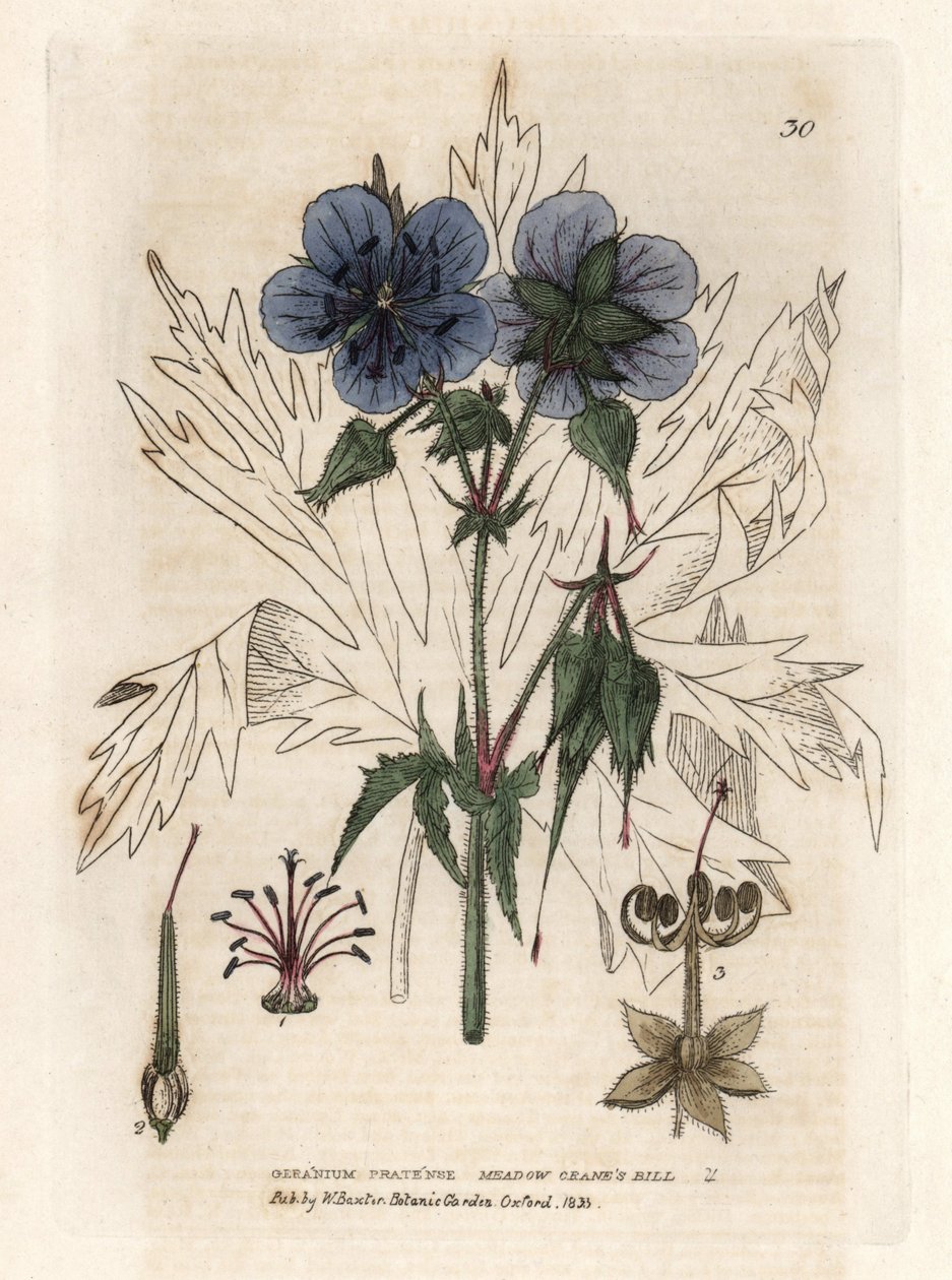 Geranium of the Pres. Färgat kopparstick efter en teckning av Isaac Russell från William Baxters bok "English Botanical Phenomenes" av Unbekannter Künstler