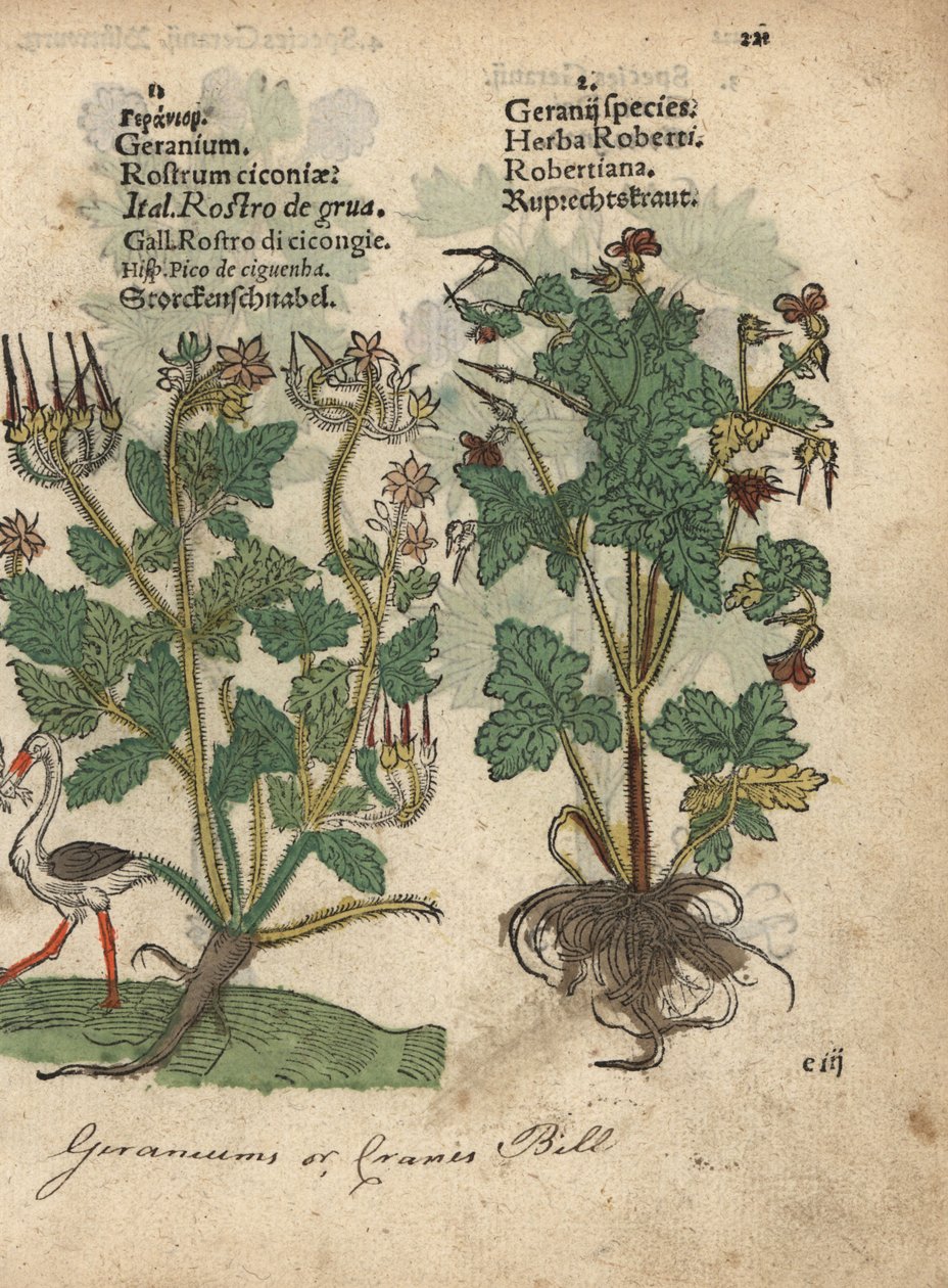 Geranium eller storkenäbb, Geranium species, och Herb Robert, Geranium robertianum. Handkolorerat träsnitt av en botanisk illustration från Adam Lonicers Krauterbuch, eller Herbal, Frankfurt av Unbekannter Künstler