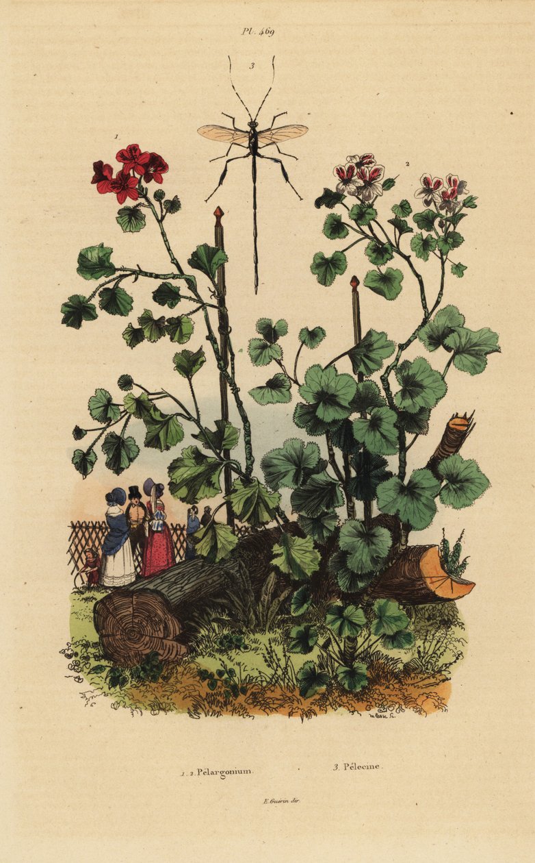 Pelargonarter, Pelargonium daveyanum 1 och Pelargonium macranthon 2 av Unbekannt