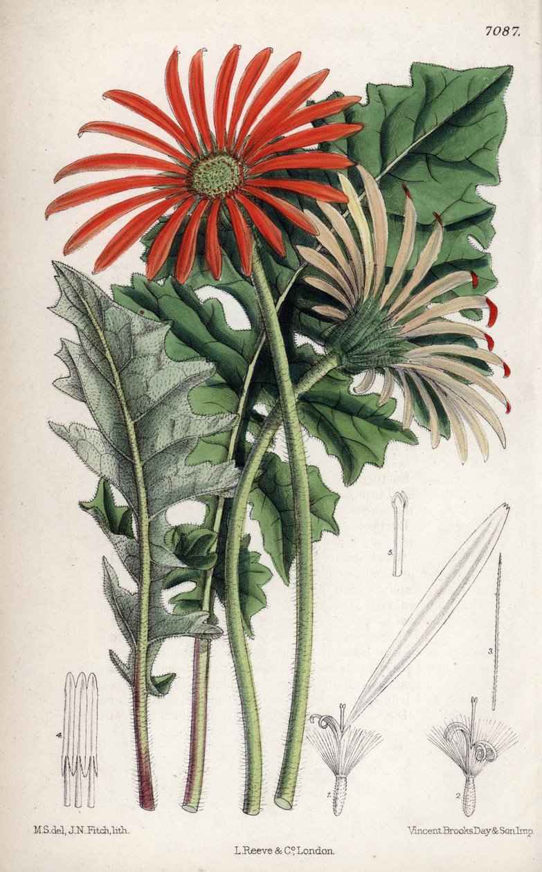 Gerbera jamesoni, apelsinblomma från Transvaal (Sydafrika). Teckning av Matilda Smith (1854-1926), litografi av John Nugent Fitch i Curtis Botanical Magazine, av Joseph Dalton Hooker, utgiven i London, England, av L. Reeve and Co av Unbekannter Künstler