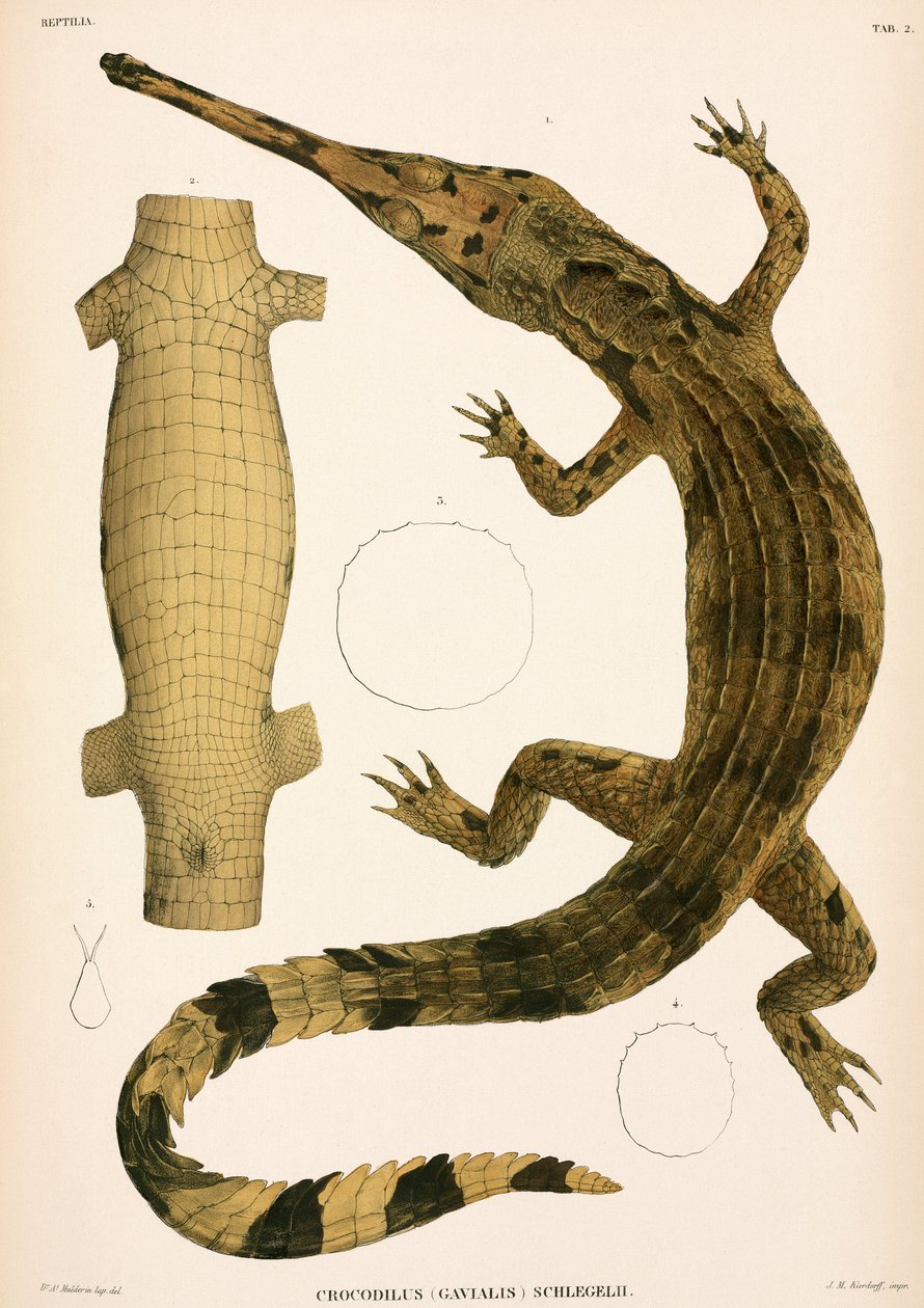 Gharial, Indonesien av Unbekannter Künstler