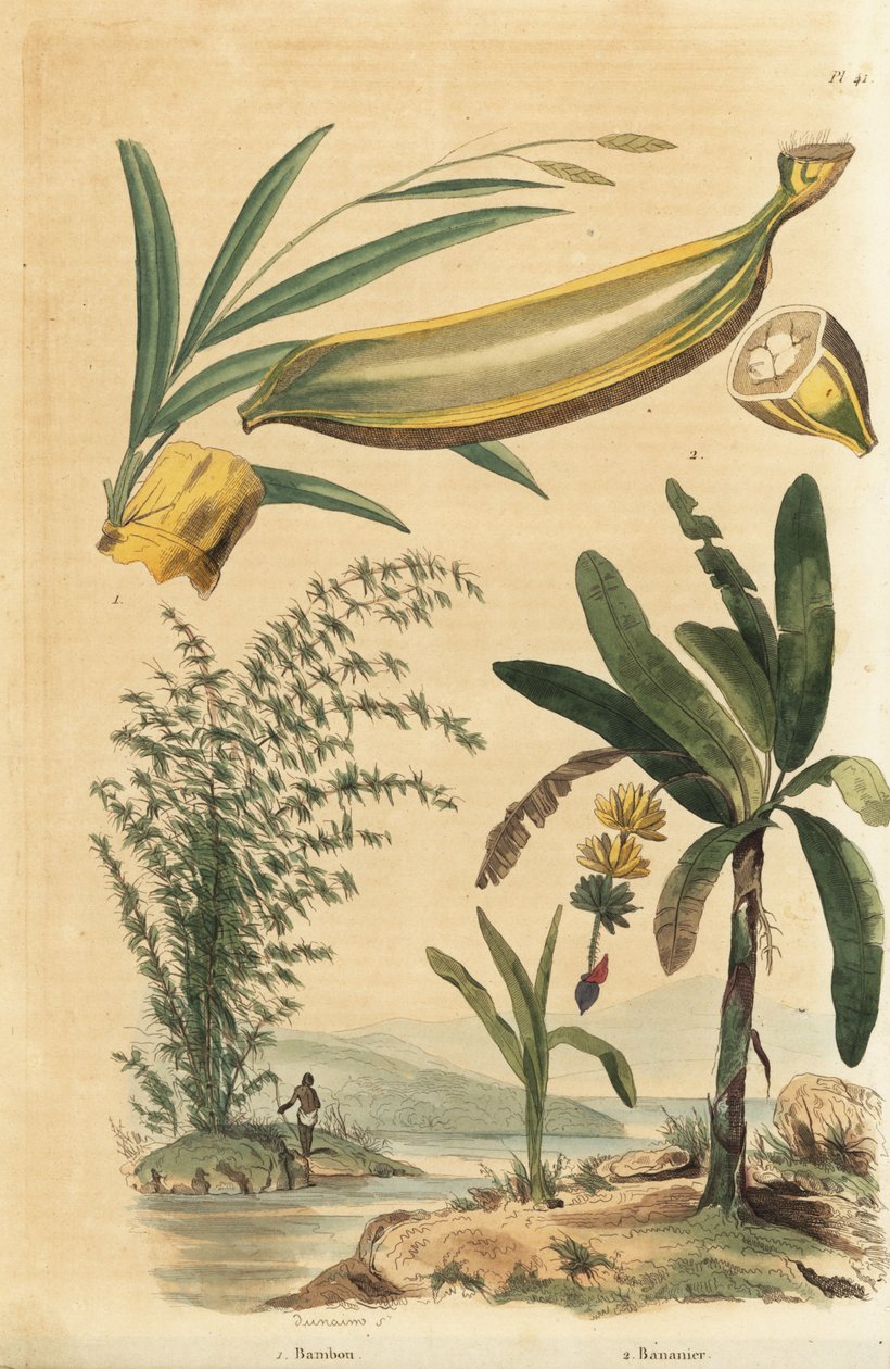 Jätte taggig bambuväxt, Bambusa bambos (Bambos arundinacea) och bananträd med frukt och tvärsnitt, Musa paradisiaca av Unbekannt