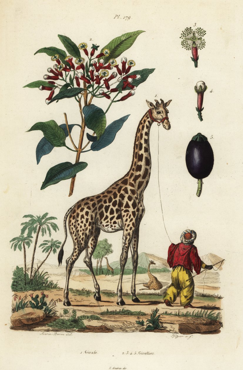 Giraff, Giraffa camelopardalis, med hanterare och kryddnejlikaträd, Syzygium aromaticum av Unbekannt