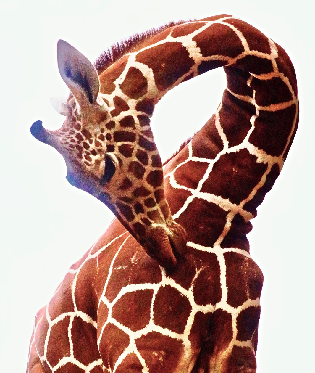 Giraffe, Sarara, 2017 (Foto) av Unbekannter Künstler