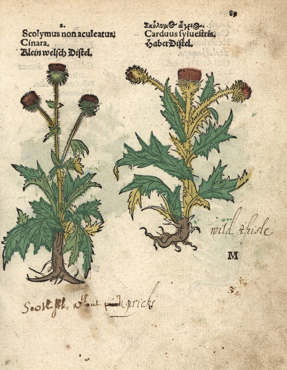 Kronärtskocka, Cynara cardunculus var. scolymus, och åkertistel, Carduus sylvestris. Handkolorerat träsnitt av en botanisk illustration från Adam Lonicers Krauterbuch, or Herbal, Frankfurt av Unbekannter Künstler