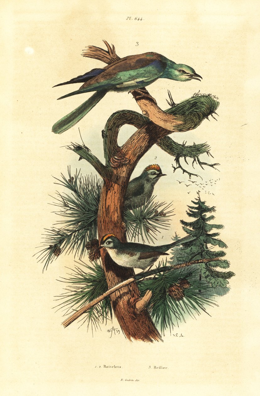 Goldcrests, Regulus regulus och European roller, Coracias garrulus av Unbekannt