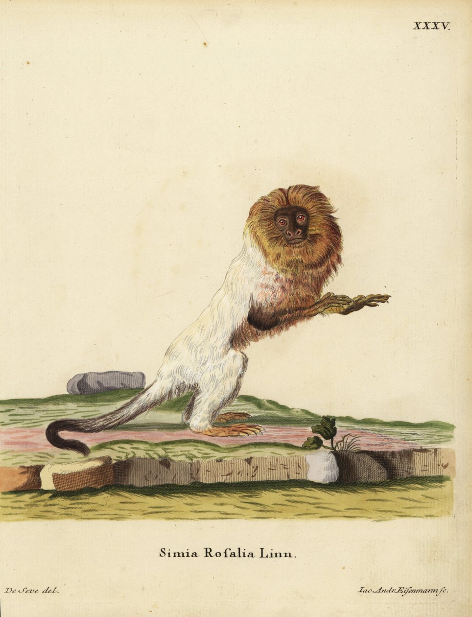 Leontopithecus rosalia, gyllene lejontamarin eller gyllene marmoset. Utrotningshotad. Simia rosalia Linn. Handkolorerat kopparstick av Jakob Andreas Eisenmann efter en illustration av Jacques de Seve ur Johann Christian Daniel Schrebers Animal Illustrati av Unbekannter Künstler