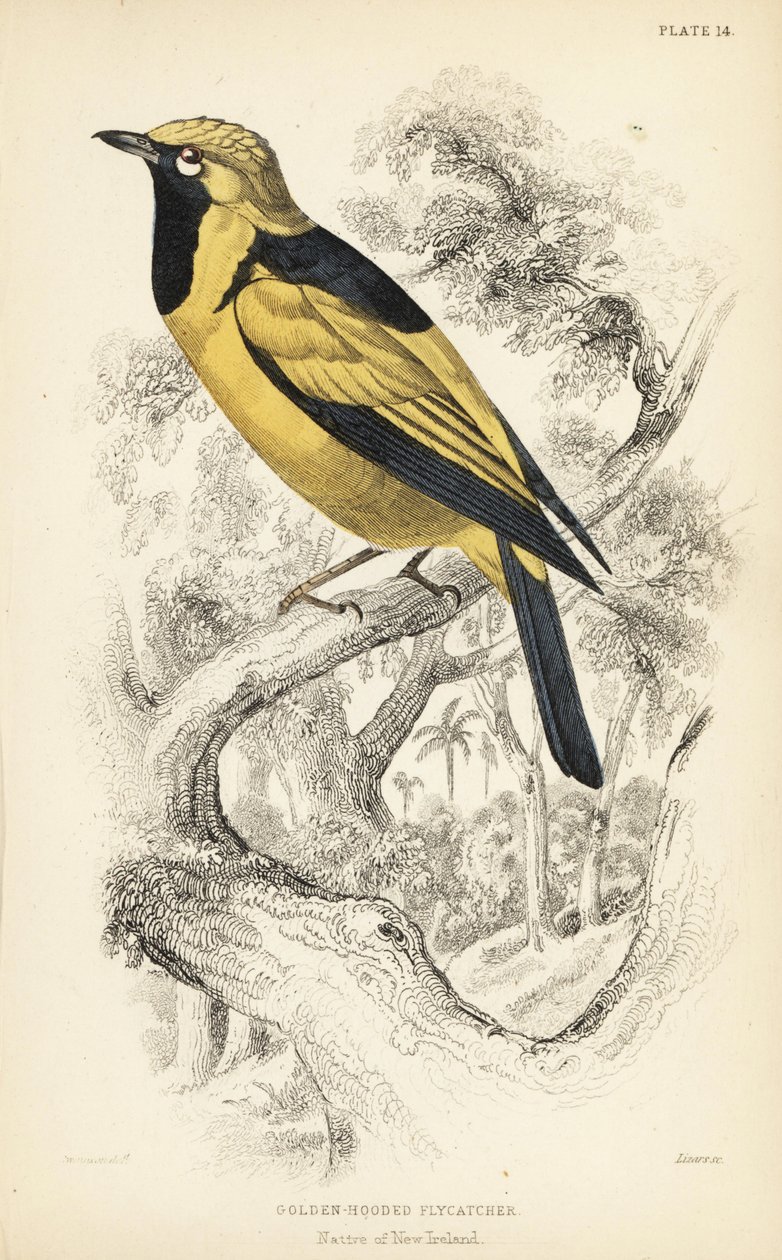 Gyllene monark, Carterornis chrysomela (Guldhuvad flugsnappare, Monacha chrysomela). Handkolorerat stålstick av William Lizars efter en illustration av William Swainson från Sir William Jardine