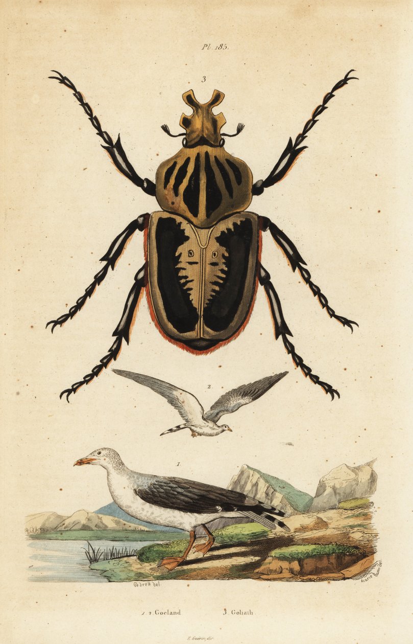 Goliatbagge, Goliat goliatus 1 och vanlig fiskmås av Unbekannt