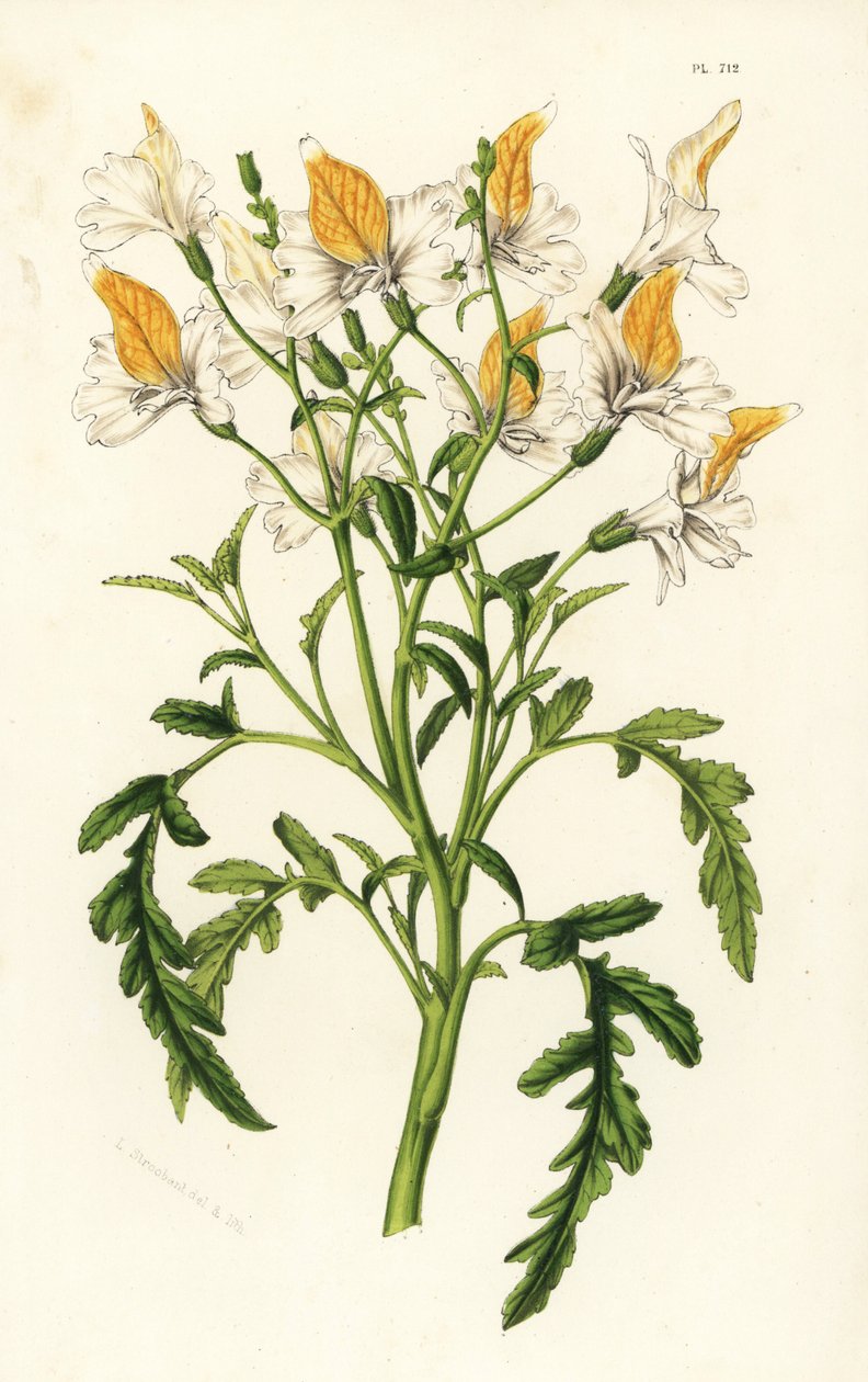 Grahams schizanthus, Schizanthus grahamii. Handkolorerad litografi från Louis van Houtte och Charles Lemaires Flowers of the Gardens and Hothouses of Europe, Flore des Serres et des Jardins de l