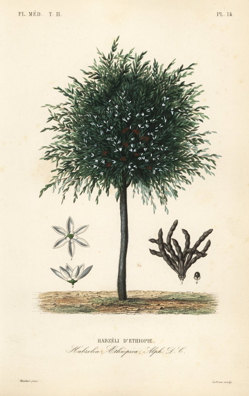 Korn av Selim, Xylopia aethiopica, Habzelia aethiopica, Habzeli från Etiopien av Unbekannt