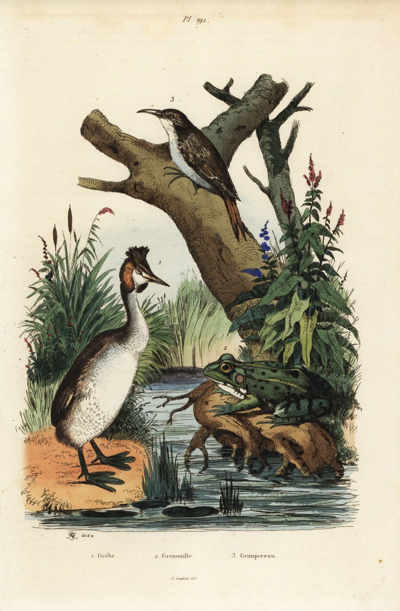 Storspov, Podiceps cristatus 1, grön groda, Pelophylax esculentus 2 och eurasisk trädkrypare, Certhia familiaris 3 av Unbekannt