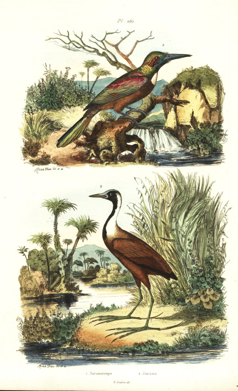Stor jacamar, Jacamerops aureus och nordlig jacana, Jacana spinosa av Unbekannt
