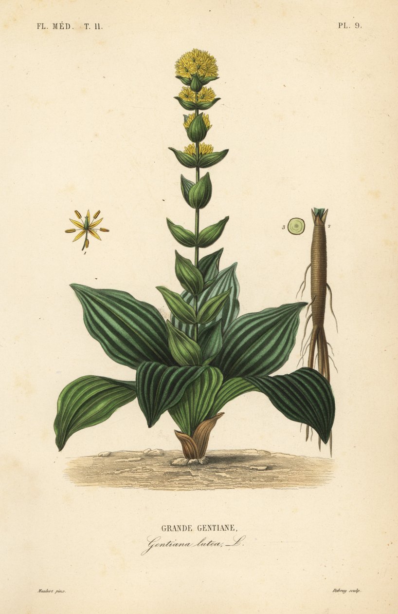 Stor gul gentiana, Gentiana lutea, Grande gentiane av Unbekannt