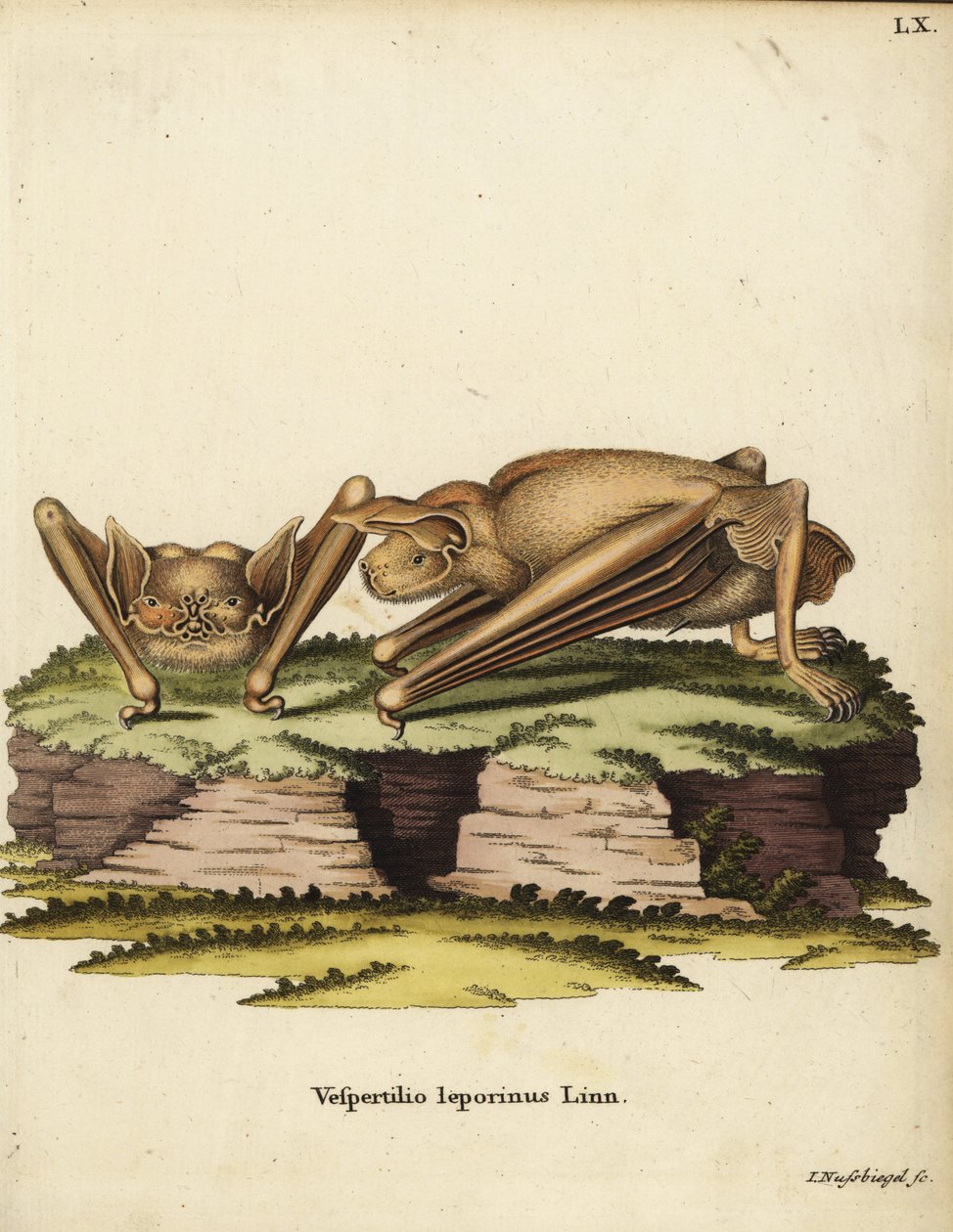 Större bulldoggfladdermus, Noctilio leporinus. Vespertilio leporinus Linn. Handkolorerat kopparstick av Johann Nussbiegel från Johann Christian Daniel Schrebers Animal Illustrations after Nature, eller Schrebers Fantastic Animals, Erlangen, Tyskland av Unbekannter Künstler