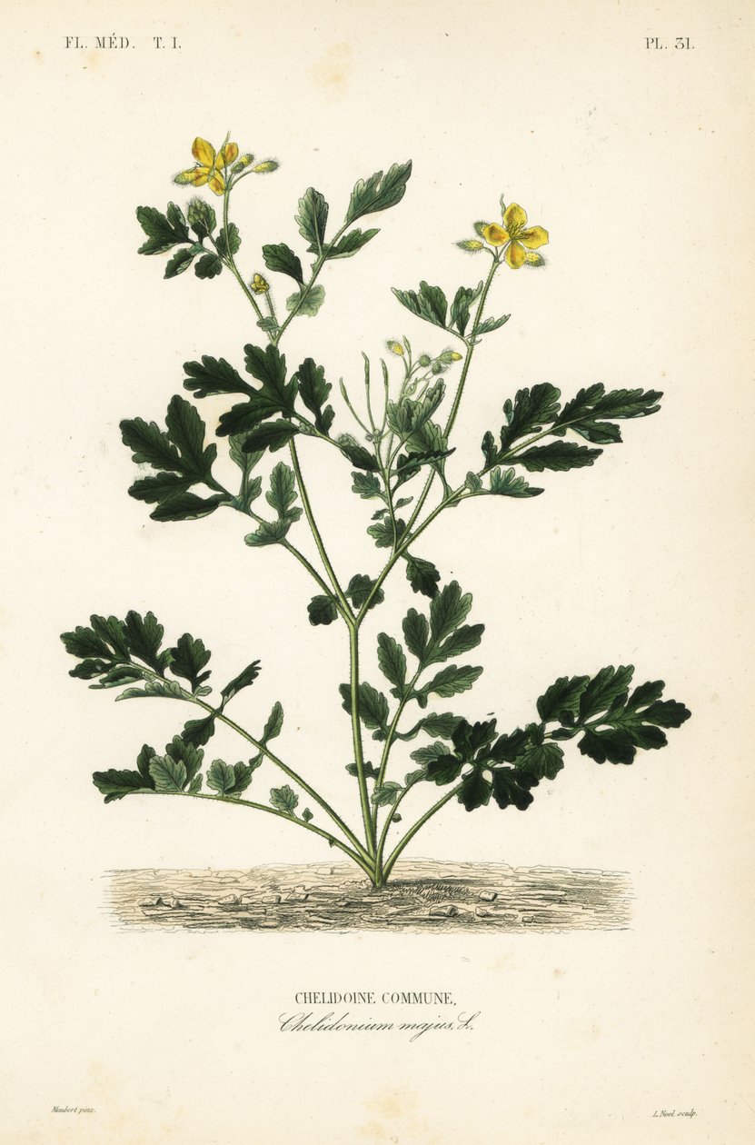 Svalört, Chelidonium majus, Chelidoine av Unbekannt
