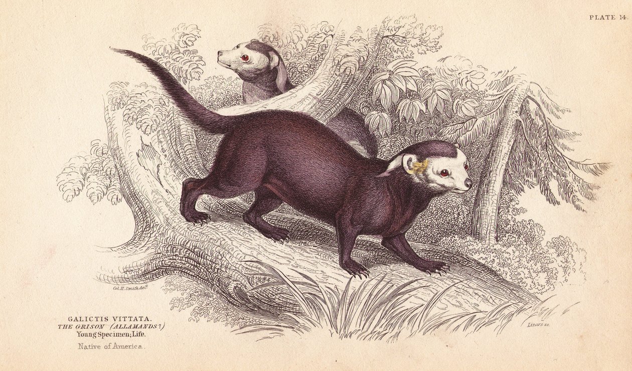 Större grison, Gallictis vittata. Handkolorerat stålgravyr av Lizars efter en illustration av Charles Hamilton Smith från William Jardine