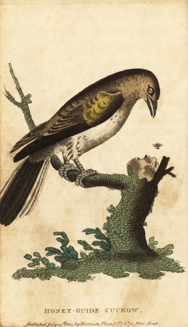 Större honungsguide, indikatorindikator. ,1800 (gravyr) av Unbekannter Künstler