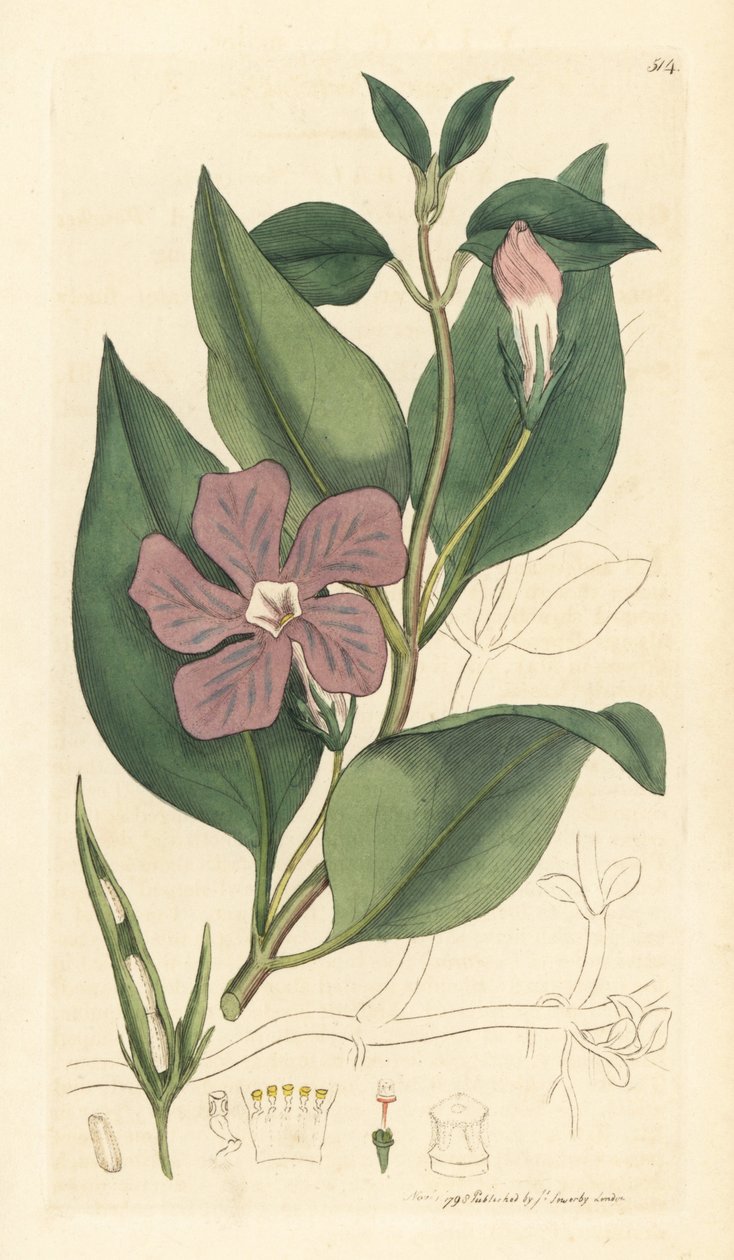 Stor periwinkle, Vinca major (stor periwinkle) Handkolorerat kopparstick efter en teckning av James Sowerby för James Smith