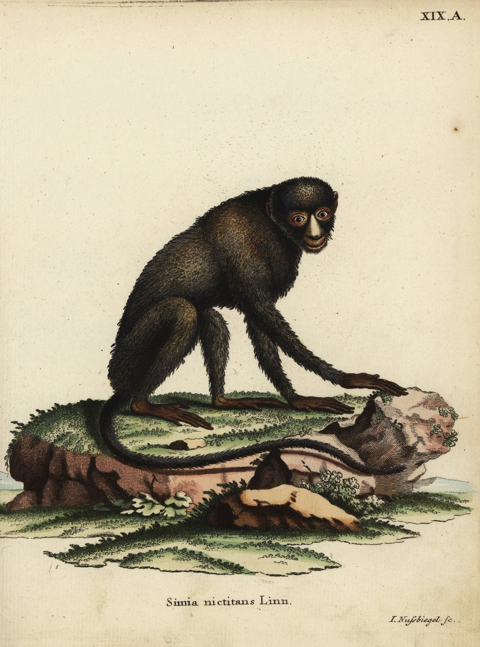 Stor fläcknosapa eller kittnosapa. Cercopithecus nictitans. Simia Nictitans Linn. Handkolorerat kopparstick av Johann Nussbiegel från Johann Christian Daniel Schrebers djurillustrationer efter naturen eller Schrebers Fantastic Anima av Unbekannter Künstler