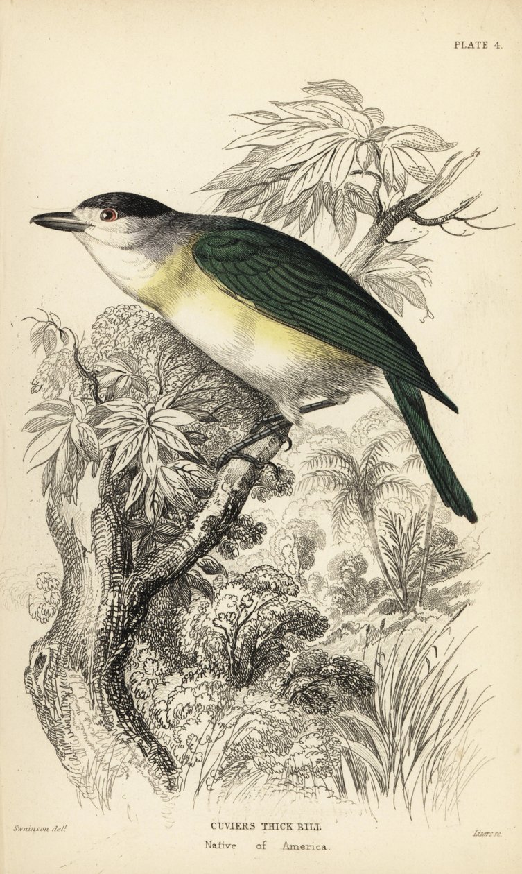 Grönryggig beckasiner, Pachyramphus viridis (Cuviers beckasiner, Pachyrhynchus cuvierii). Handkolorerat stålstick av William Lizars efter en illustration av William Swainson från Sir William Jardine