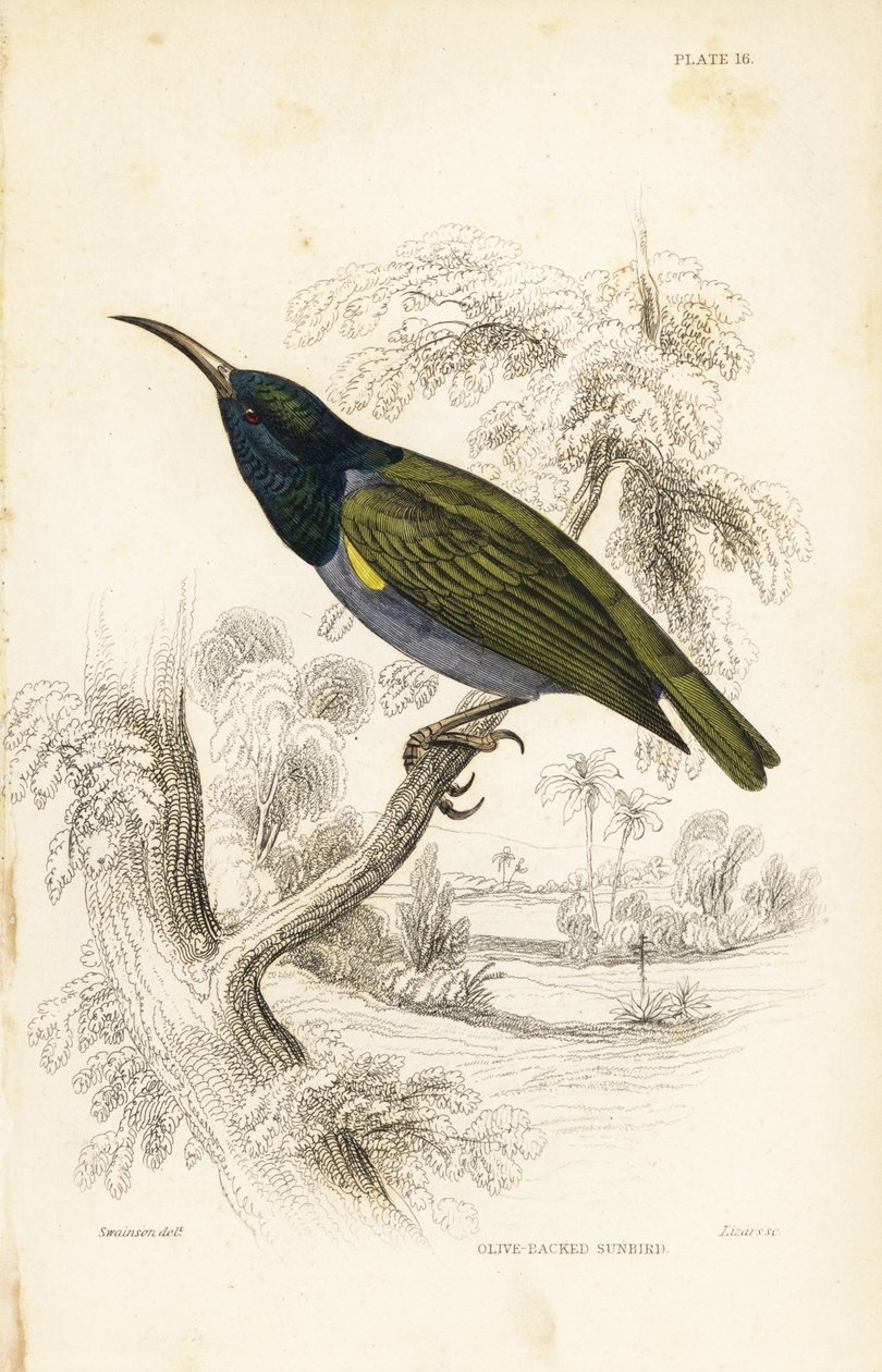 Grönhuvad solfågel (Nedre Guinea), Cyanomitra verticalis cyanocephala (Olivryggad solfågel, Cinnyris chloronotus). Handkolorerat stålstick av William Lizars efter William Swainson från Sir William Jardine