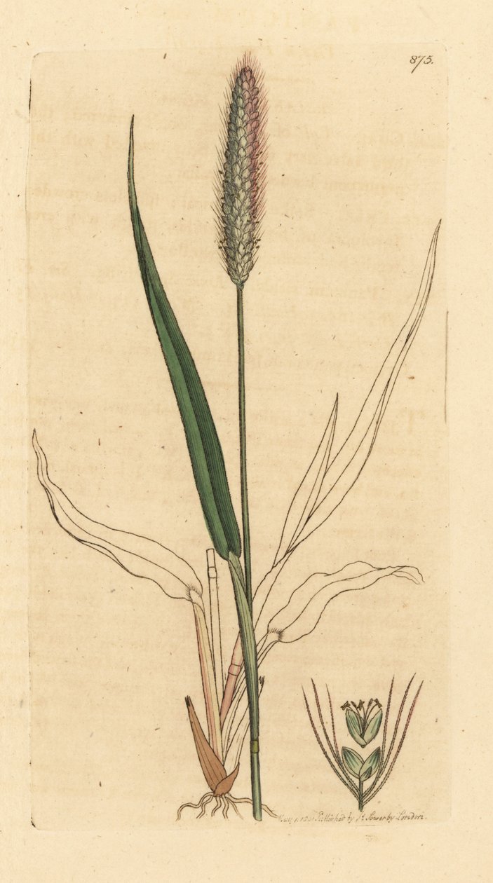 Grönt rävgräs, Setaria viridis (Grönt panikgräs, Panicum viride) Handkolorerat kopparstick efter en teckning av James Sowerby för James Smith