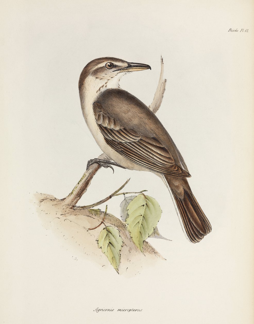 Gråmagad shrike-tyrann, c 1832-1836 av Unbekannt